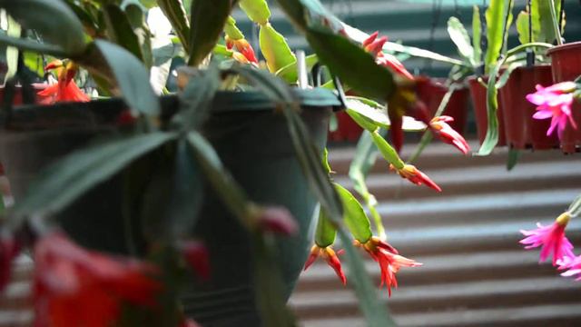 Epiphyte Plant Sales Australia ..... Find us on FB смотреть онлайн