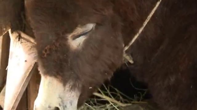 Молоко осла не пьешь -- откуда здоровье берешь? смотреть онлайн