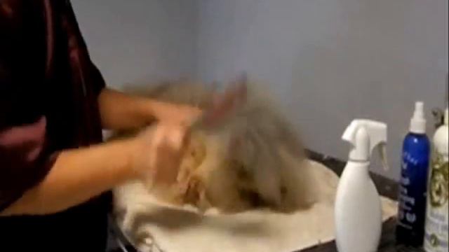 Pekingese Show Grooming смотреть онлайн