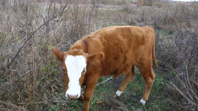 Откорм бычков 2 сезон: 7 месяцев смотреть онлайн