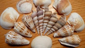 Можно или нельзя держать ракушки дома