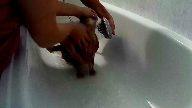 DIY как помыть кота//how to wash a cat смотреть онлайн