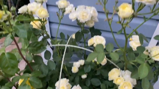 Розы Ирина, Мари Кюри, Каталина, Самаритан, Анни Дюпрей и другие??? смотреть онлайн