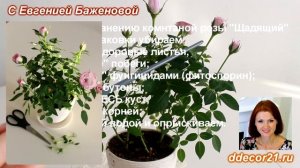 Комнатная роза после покупки. Уход: 2 способа