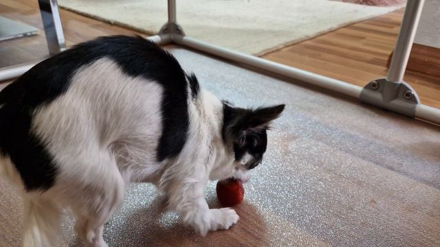 [Dog Eating] Cute Dog Eats Strawberry And Makes A Mess🍓🤤
