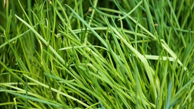 Les bienfaits de la Ciboulette смотреть онлайн