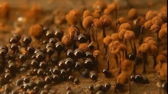 МАКРО ПЛЕСЕНЬ ! 2 смотреть онлайн