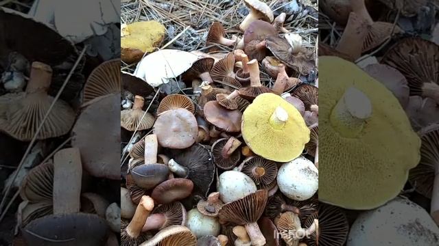 Солдаты хвойных лесов смотреть онлайн