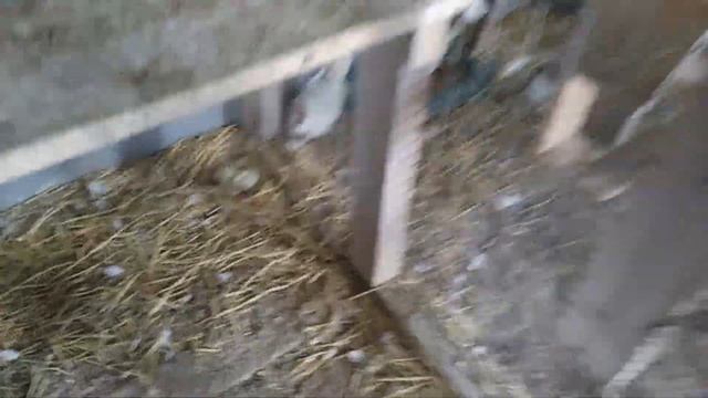 Голуби Драконы моей дочери и другая почта.(рассказывает заводчик) смотреть онлайн