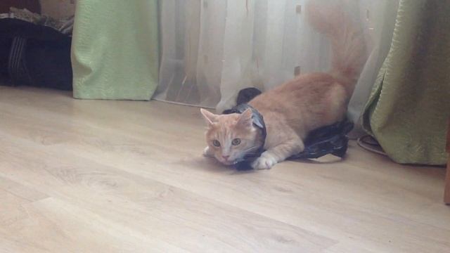 Кошачий дрифт ) смотреть онлайн