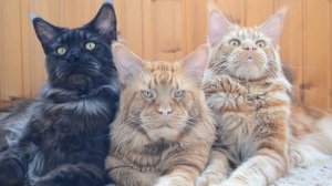 Коты породы Мейн кун. Босс и его телохранители! Очень крутые парни!