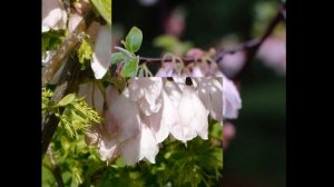 ГАЛЕЗИЯ,  или ЛАНДЫШЕВОЕ ДЕРЕВО  (HALESIA)  сем.  Стираксовые