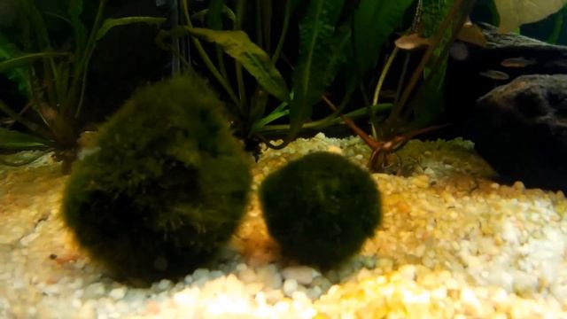 Cladophora aegagropila - Řasokoule zelená - Akvarijní rostliny | SURPAN.cz смотреть онлайн