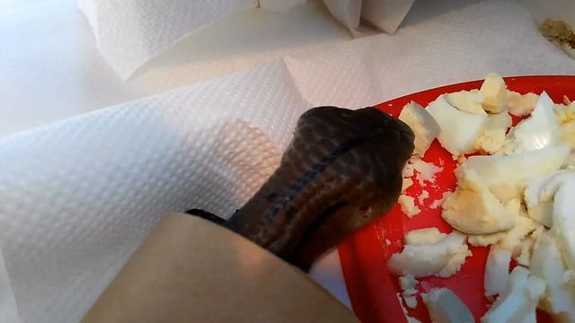 синеязыкий сцинк и вареное яйцо смотреть онлайн