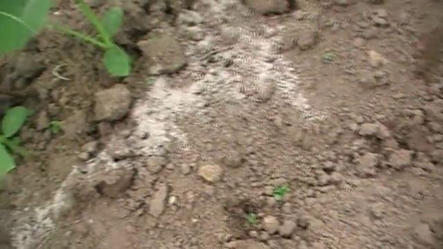 Подкормка огурцов для хорошего урожая. Сад и огород выпуск 262 смотреть онлайн