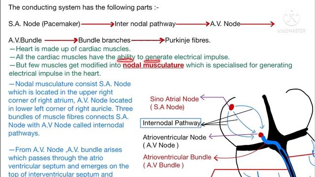 Conducting System of Human Heart | S.A. Node, A.V. Node | Lecture-10 | Class 11 Biology | NEET смотреть онлайн