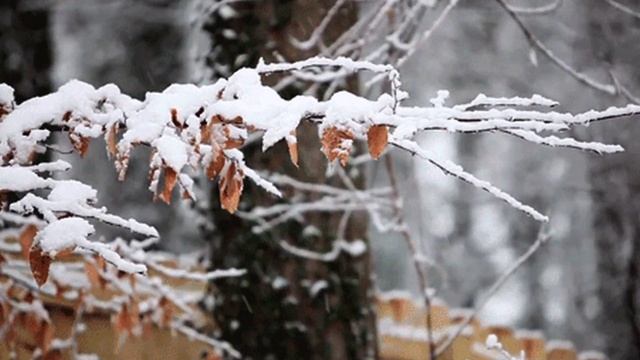 Ворона Песня на стихи Николая Рубцова смотреть онлайн