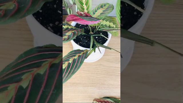 DIY Maranta plant propagation at home. смотреть онлайн