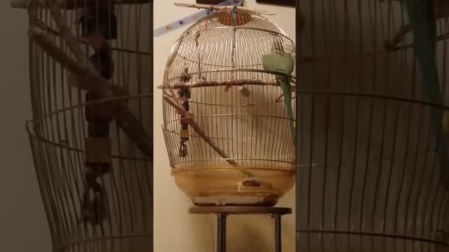 Ожереловый попугай бесится