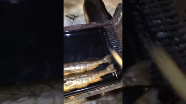 Дорадо и Сибас в Бочке, часть 2. смотреть онлайн