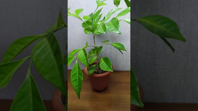 ВЫРАЩИВАНИЕ МУРАЙИ ИЗ СЕМЯН. смотреть онлайн