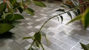 Самые красивые цветущие хойи в июле!