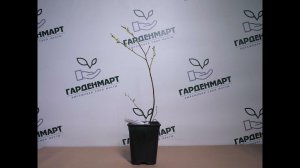 Голубика высокорослая Дюк