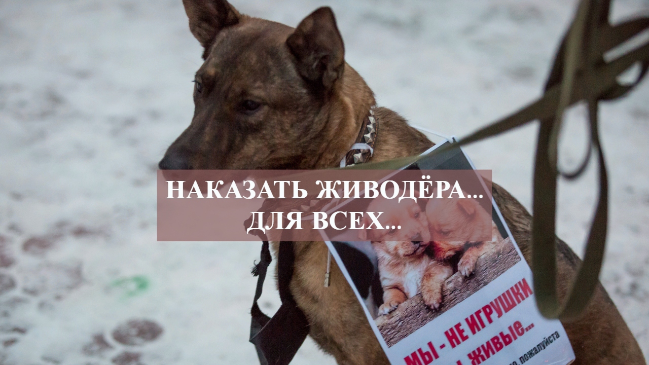 Наказать живодёра...для всех....mp4 смотреть онлайн