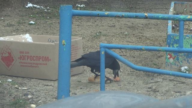 Ворона ест хотдог! смотреть онлайн