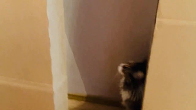 Кошка Мейн-кун ревнует к зеркалу смотреть онлайн