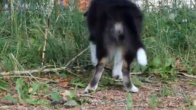 Щенок колли - Шик Хоум Кисс Ми Джентл - 3 мес. смотреть онлайн