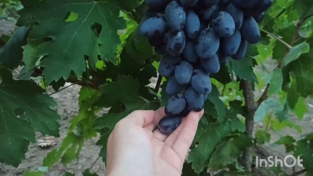 НАХОДКА КАЛУГИНА автор Калугин В.М. смотреть онлайн