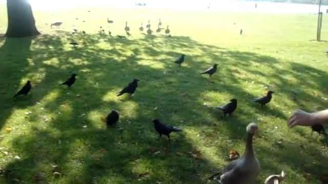 Кормежка гусей в Кенсингтонском саду, Лондон смотреть онлайн