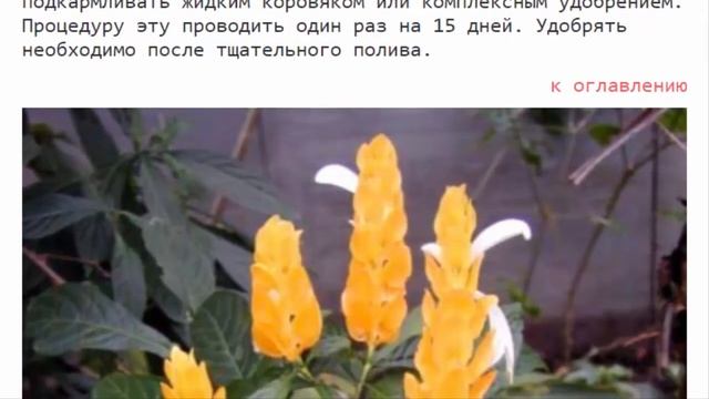 Пахистахис: уход в домашних условиях, пересадка, размножение. смотреть онлайн