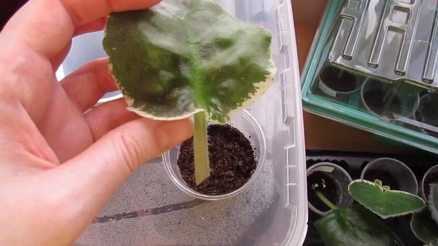 Как Я Укореняю Листики Фиалки! Так Лист Быстро Даст Деток! смотреть онлайн
