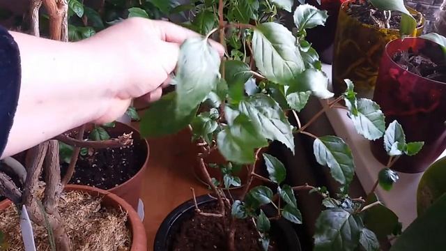 Обрезка и прищипка фуксий весной. смотреть онлайн