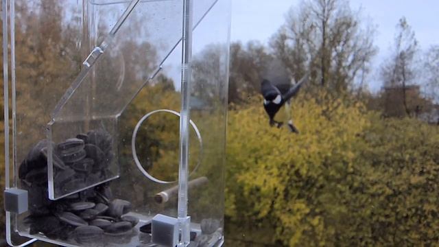 Сверхзамедленная съемка, Полет синички к кормушке.2023 октябрь смотреть онлайн