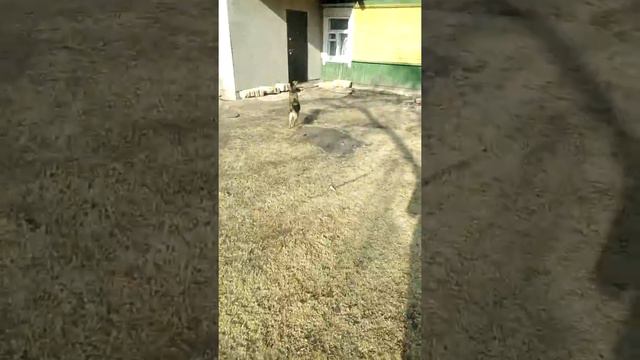 Гуляю с собакой у бабушки смотреть онлайн