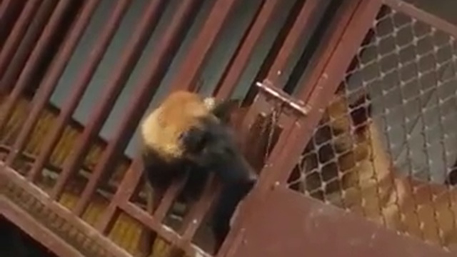 побег из клетки смотреть онлайн