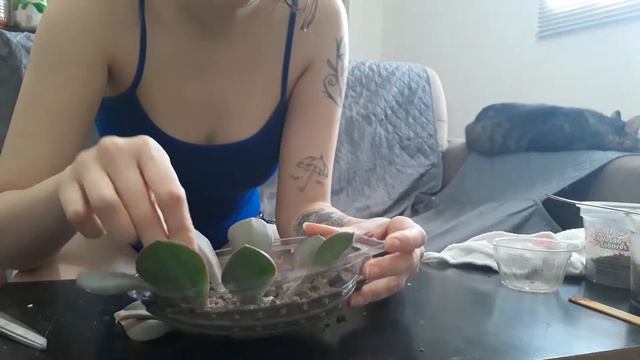 Meu berçário de Echeveria Perle смотреть онлайн