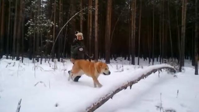 Порода Алабай. кобель среднеазиатской овчарки в прыжке. Домашнее видео. смотреть онлайн
