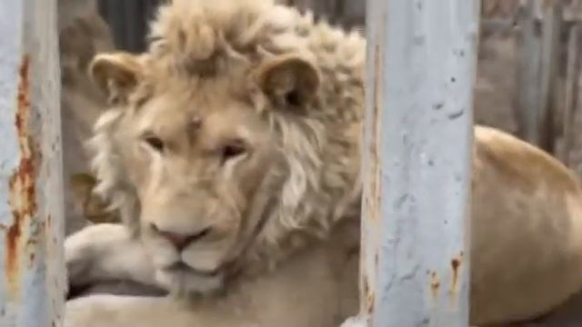 лев в Мариуполе