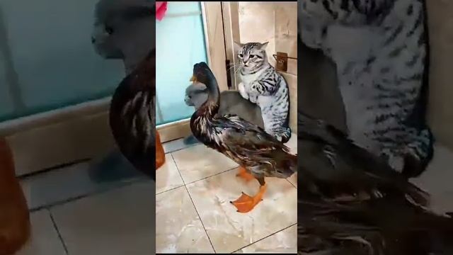 Коты и утки, кто круче#смешныеживотные#юмор#Funnyanimals#Humor#котики#