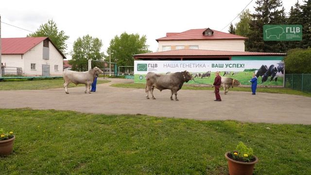 Костромская порода быки Счет Клим Тугарин АО ГЦВ смотреть онлайн