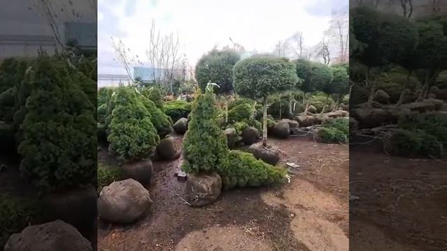 Ель канадская коника смотреть онлайн