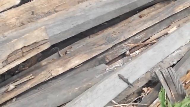 Ящерки появились! смотреть онлайн