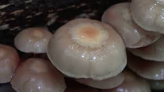 ❗ЛЕТНИХ ОПЯТ И ЛИСИЧЕК ЕЩЁ БОЛЬШЕ В ПОДМОСКОВЬЕ.?МОЙ ПЕРВЫЙ ТРУТОВИК СЕРНО-ЖЕЛТЫЙ смотреть онлайн