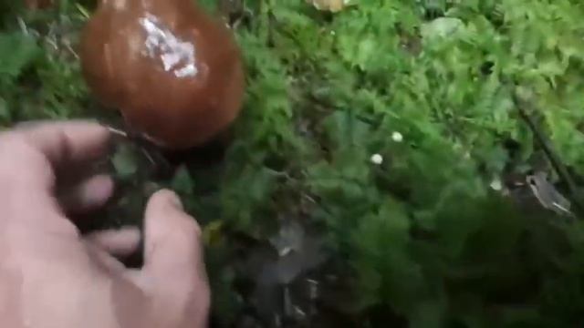 Гриб на грибе растёт. Вот и такие поляны сказочные бывают. смотреть онлайн