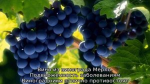 Виноград Мерло