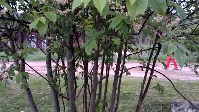 деревня вечер.mp4